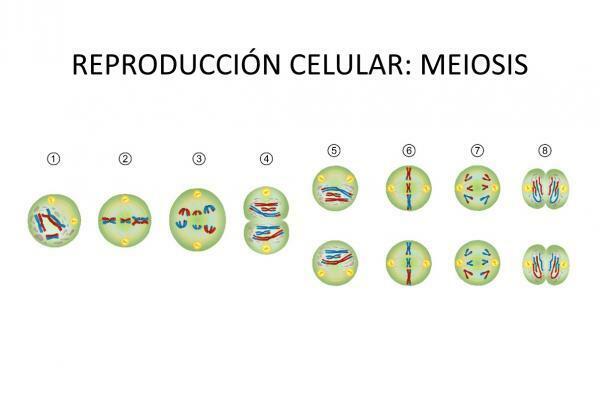 Meiose: fasen en kenmerken - Wat is meiose?