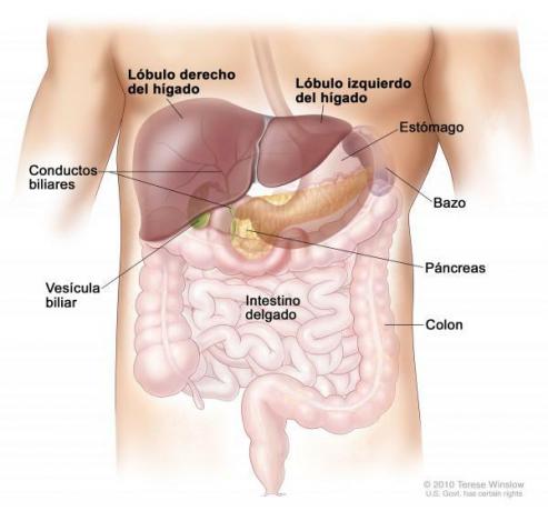 Organs of the digestive system - Liver