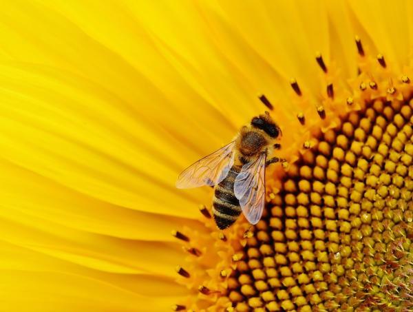 ミツバチの受粉はどうですか