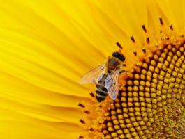 Открийте как е опрашването на пчелите