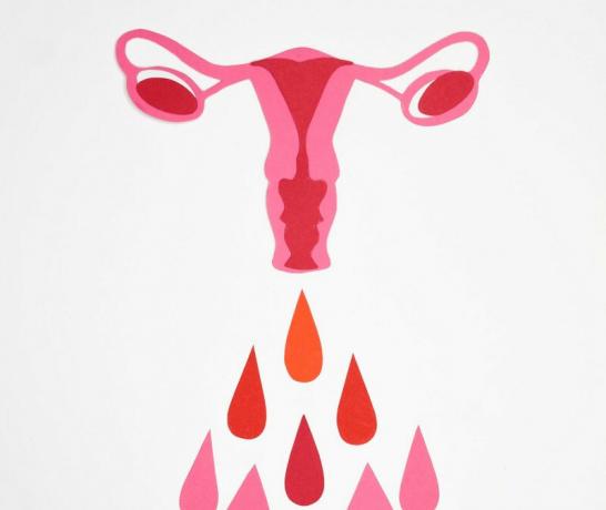 Менструальний цикл