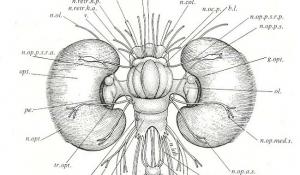 Mózg ośmiornicy: jedno z najbardziej inteligentnych zwierząt