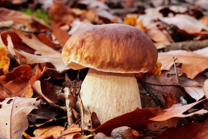 Boletus edulis edible mushroom basidiomycota agaricales