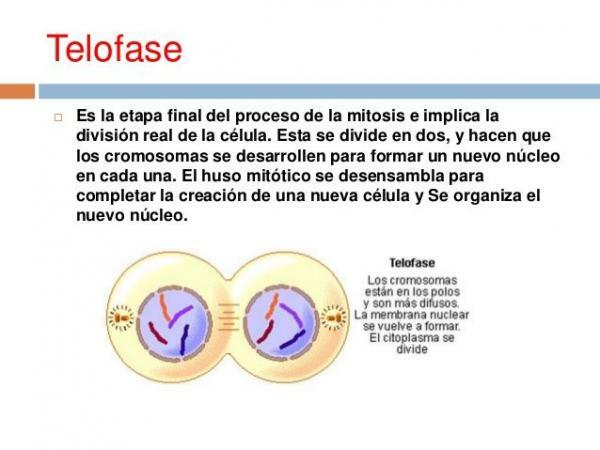Phases of mitosis - The telophase: the last stage of mitosis