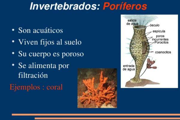 Examples of porifers - Examples of porifers