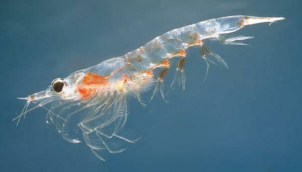 Zooplanktón a fytoplanktón: Rozdiely - druhy patriace k zooplanktónu