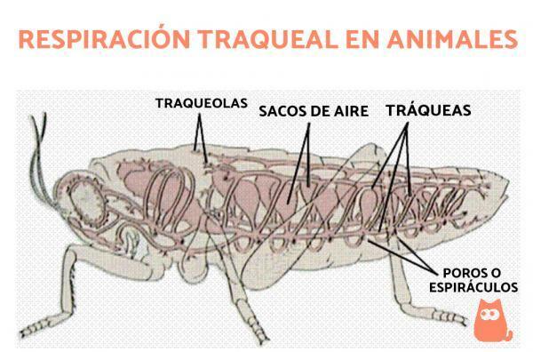 Trakeal respirasjon: eksempler hos dyr - Hvordan er luftrør fra luftrøret? 