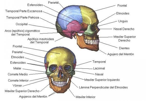 두개골의 기능은 무엇입니까 - 내장 두개골의 기능