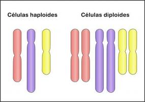 Разница между диплоидными и гаплоидными клетками