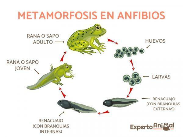Amfibier: definition, egenskaper och exempel - Amfibiernas metamorfos