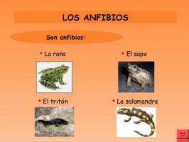 Know the CLASSIFICATION of AMPHIBIA