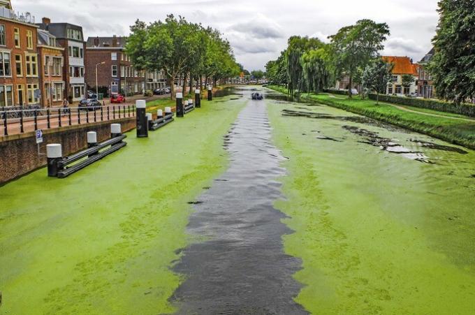 eutrophication of a canal as a consequence of water contamination