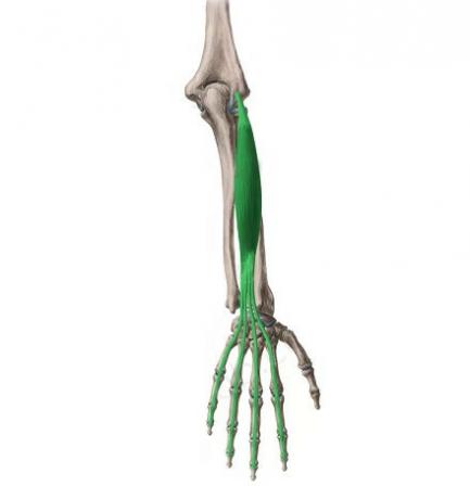 Extensor digitorum muscle