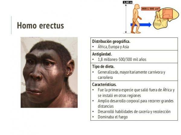 Homo erectus: physical and cultural characteristics - Characteristics of Homo erectus