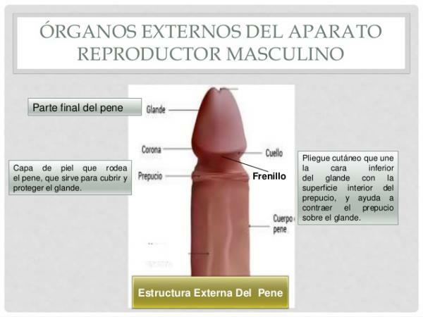 Mannelijk voortplantingssysteem en zijn onderdelen - Externe delen van het mannelijke voortplantingssysteem 
