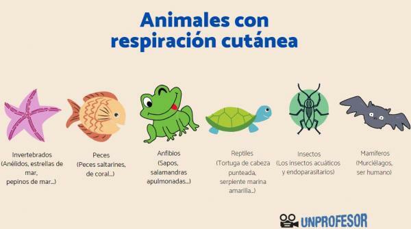 Types of animal respiration - Skin respiration