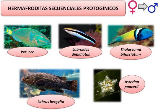 Как се размножават рибите - хермафродитни риби