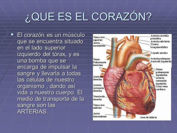 Parts of the heart and their functions - What is the heart?