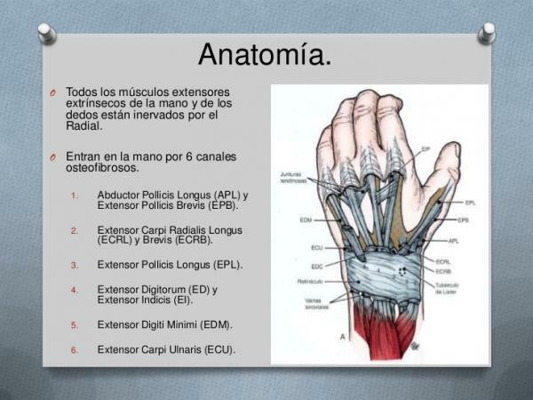 Сухожилия на ръката - Разтегателни сухожилия на пръстите