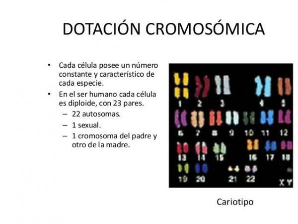 كم عدد الكروموسومات التي تمتلكها الأمشاج - وهبة الكروموسوم وأنواعها 