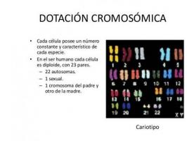 Me ütleme teile, kui palju on kromosoome sugurakke