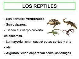 Classification of reptiles - What are reptiles? Basic characteristics of reptiles