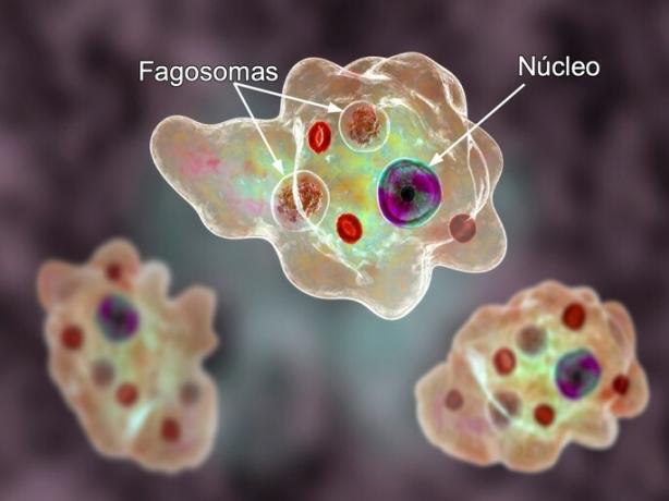Entamoeba gingivalis의 진핵 세포의 예.