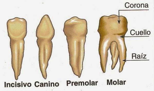 რა ნაწილები აქვს კბილებს? - რა არის კბილები? 