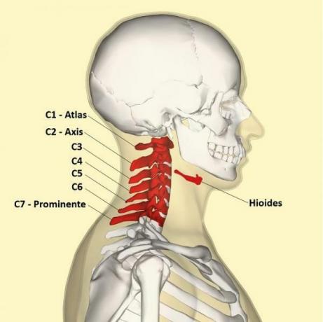 척추의 부분 - 척추의 첫 번째 부분인 경추 부위 