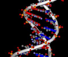 5 відмінностей між генотипом та фенотипом