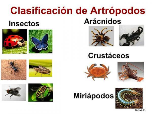 Klasifikasi Arthropoda
