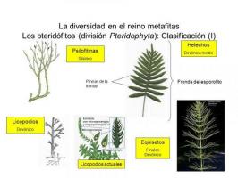 Augu klasifikācija