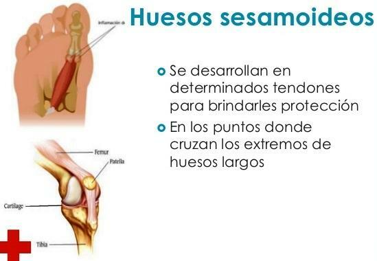 Čo sú sezamoidné kosti - Čo sú sezamoidné kosti?