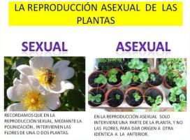 Discover how plants reproduce
