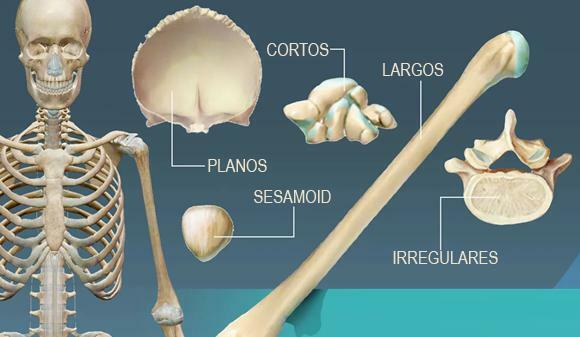 Types of short bones