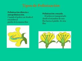 Oppdag ALLE typer pollinering