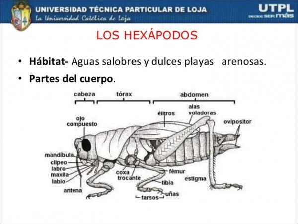 Klasifikasi Arthropoda - Hexapoda