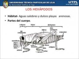 COMPLETE classification of arthropods