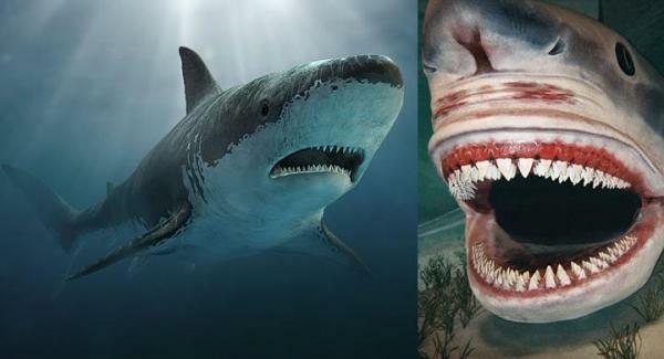 Is the existence of the megalodon, the largest shark of all time, true?