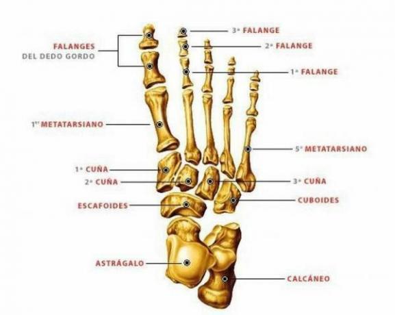 Názvy částí nohy a kostí - Názvy kostí nohy