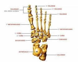 Names of parts of the foot and bones