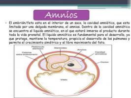 Amniotes og anamniotes: egenskaper