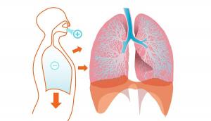 Respiratory system: characteristics, parts, functions and diseases
