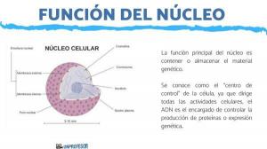 4 parts of the cell NUCLEUS