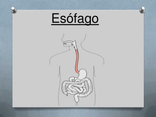 Organs of the digestive system - Esophagus