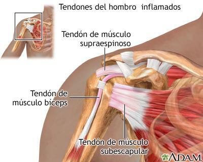 omuz tendonları