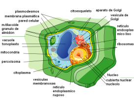 식물 세포의 일부