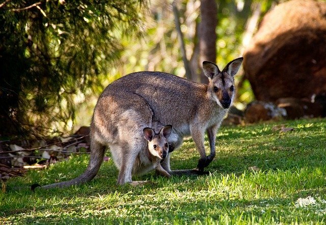 kanguru, hewan vivipar
