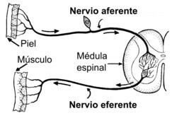 Eferentní aferentní neuron