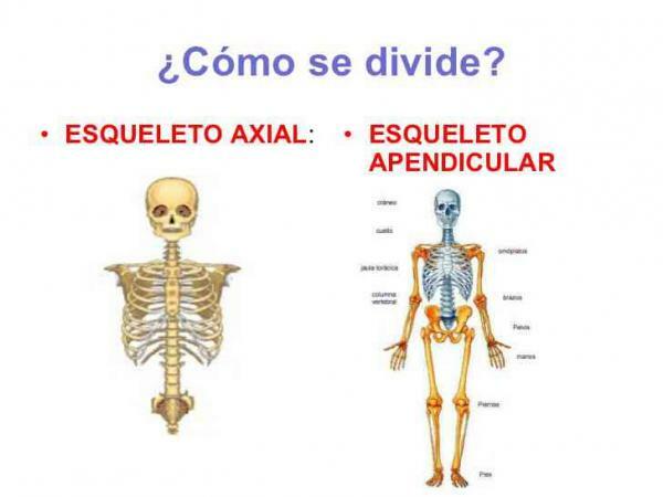 How many bones does the human body have - Axial skeleton of the human body 